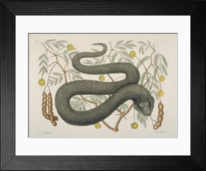 Framed Print : Crotalus sp. black viper Framed Print : Crotalus sp. black viper