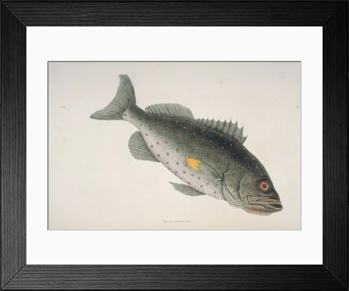 Framed Print : Sebastes sp. rockfish Framed Print : Sebastes sp. rockfish