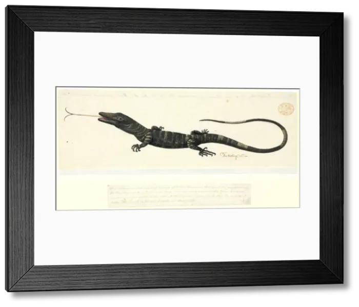 Framed Print : Varanus varius, lace monitor lizard Framed Print : Varanus varius, lace monitor lizard