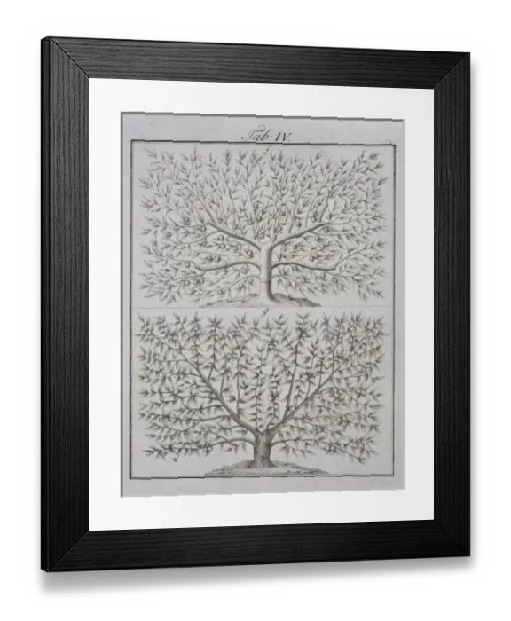 Framed Print : Two fruit trees