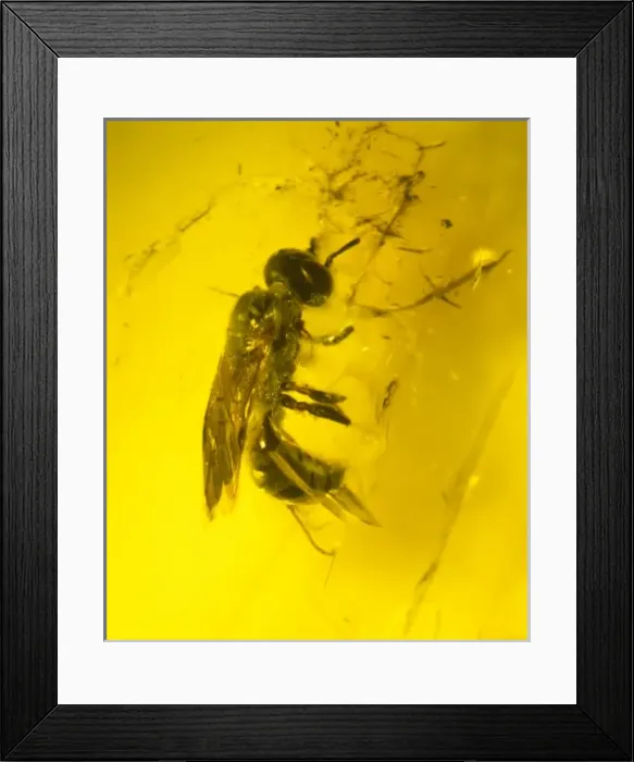 Framed Print : Wasp in amber Framed Print : Wasp in amber