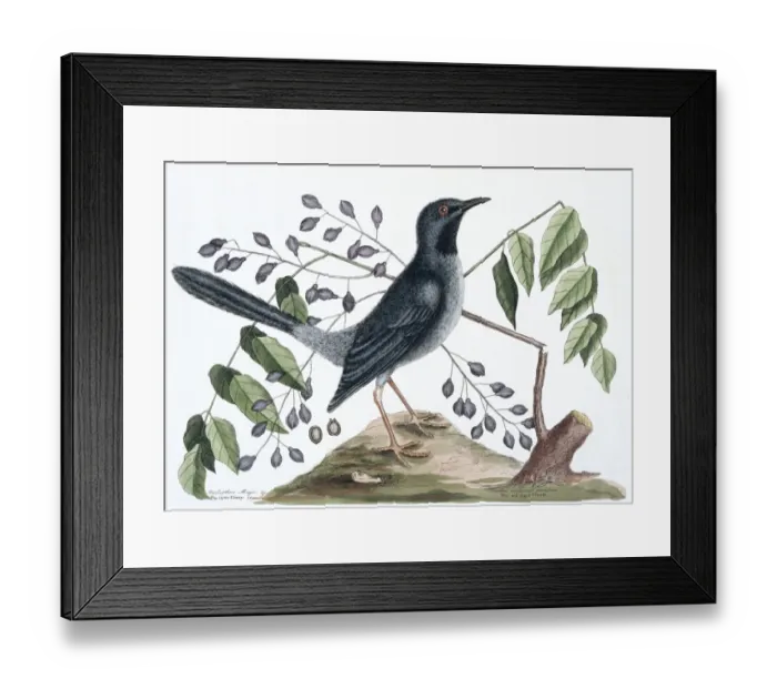 Framed Print : Turdus plumbeus, red-legged thrush Framed Print : Turdus plumbeus, red-legged thrush