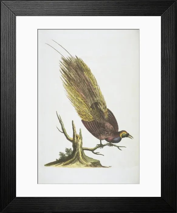 Framed Print : Paradisaea apoda, greater bird-of-paradise Framed Print : Paradisaea apoda, greater bird-of-paradise