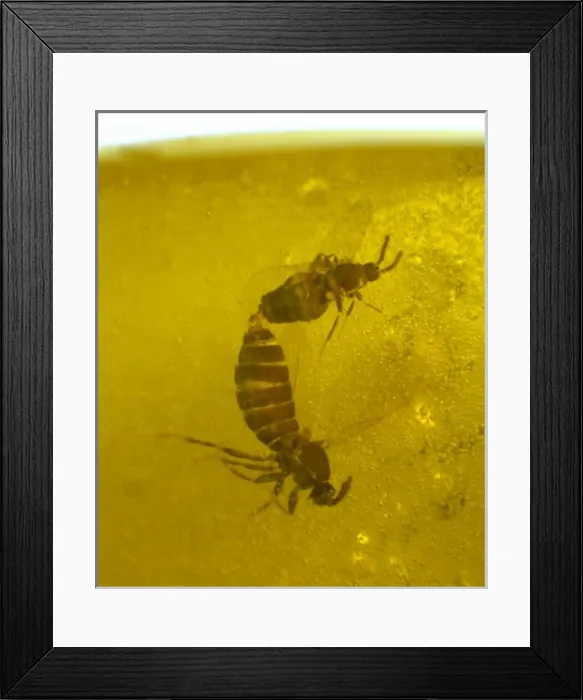 Framed Print : Mating scavenger flies in amber Framed Print : Mating scavenger flies in amber