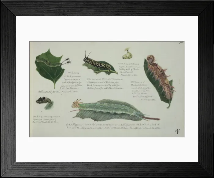 Framed Print : Larvae and Pupae by Margaret Fountaine Framed Print : Larvae and Pupae by Margaret Fountaine