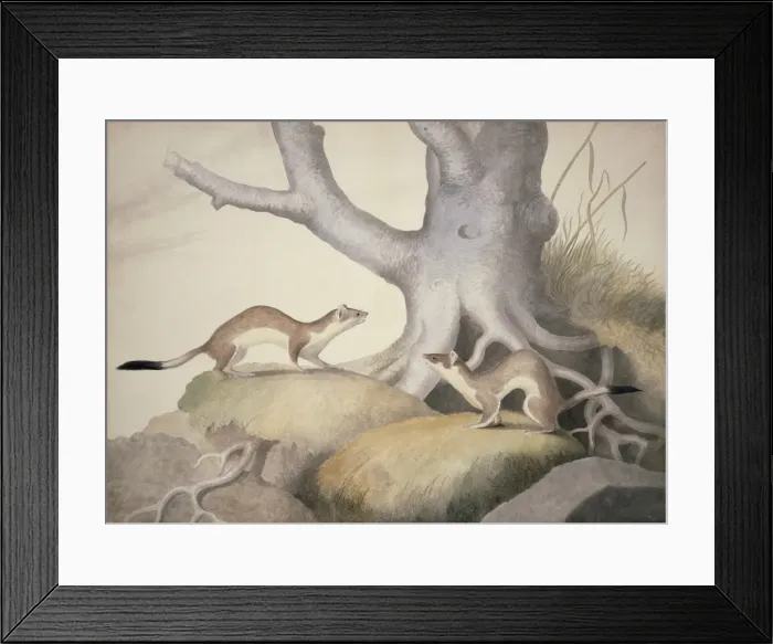 Framed Print : Mustela erminea, ermine Framed Print : Mustela erminea, ermine