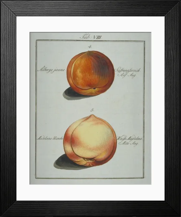 Framed Print : Prunus sp. (4) yellow clingstone peach (5) madeleine peach Framed Print : Prunus sp. (4) yellow clingstone peach (5) madeleine peach