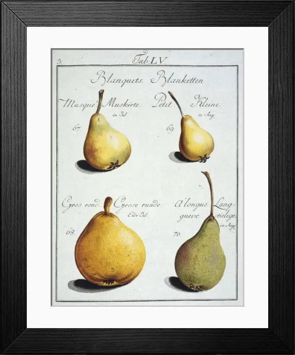 Framed Print : Pyrus sp. pear Framed Print : Pyrus sp. pear