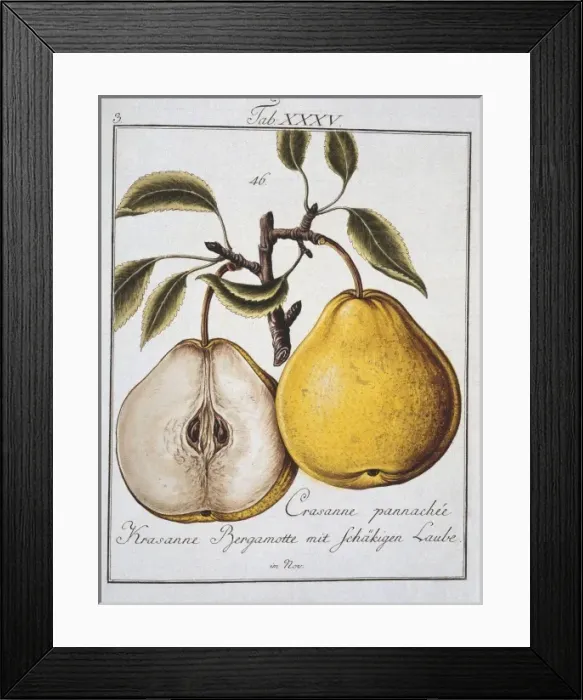 Framed Print : Pyrus sp. pear Framed Print : Pyrus sp. pear