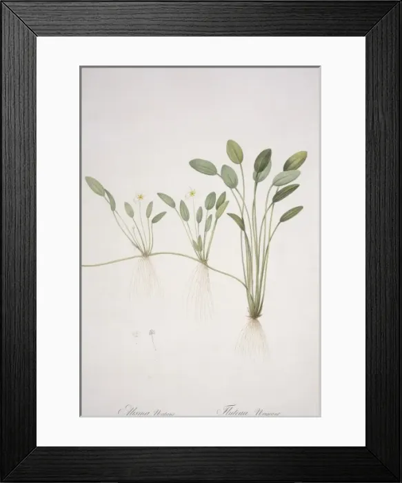 Framed Print : Alisma natans Framed Print : Alisma natans