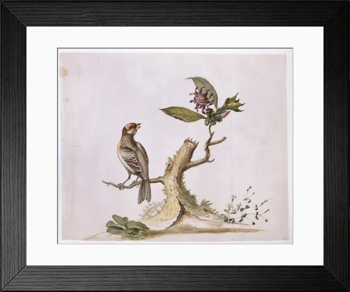 Framed Print : Carpodacus purpureus, purple finch Framed Print : Carpodacus purpureus, purple finch