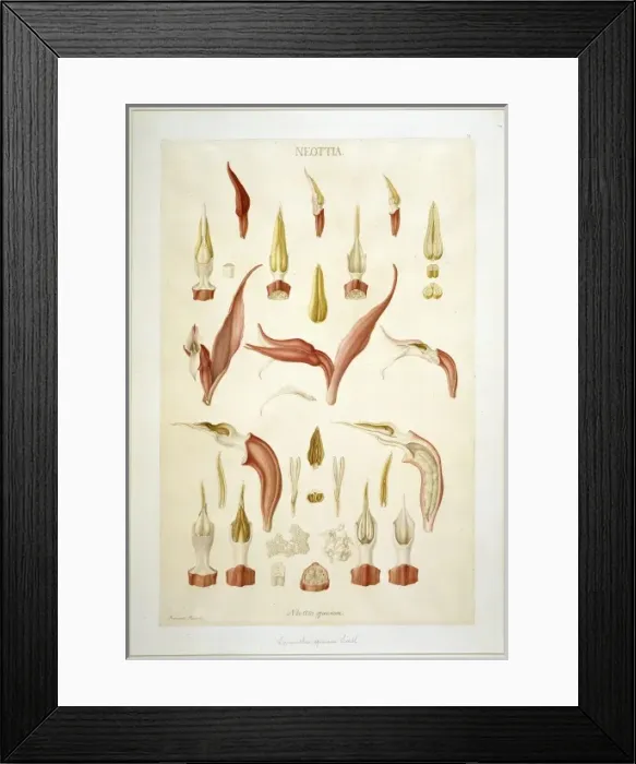 Framed Print : Spiranthus speciosa, orchid Framed Print : Spiranthus speciosa, orchid
