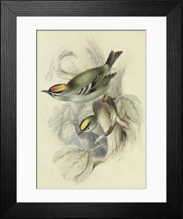 Framed Print : Regulus regulus, goldcrest Framed Print : Regulus regulus, goldcrest