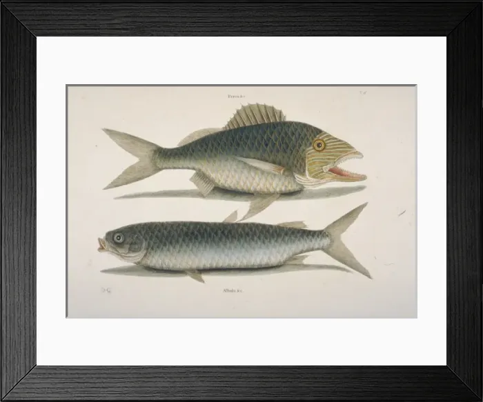 Framed Print : Haemulon plumieri, white grunt & Mugil cephalus, mullet Framed Print : Haemulon plumieri, white grunt & Mugil cephalus, mullet