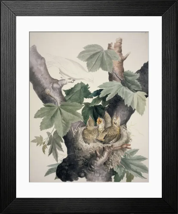 Framed Print : Turdus sp. thrush chicks Framed Print : Turdus sp. thrush chicks