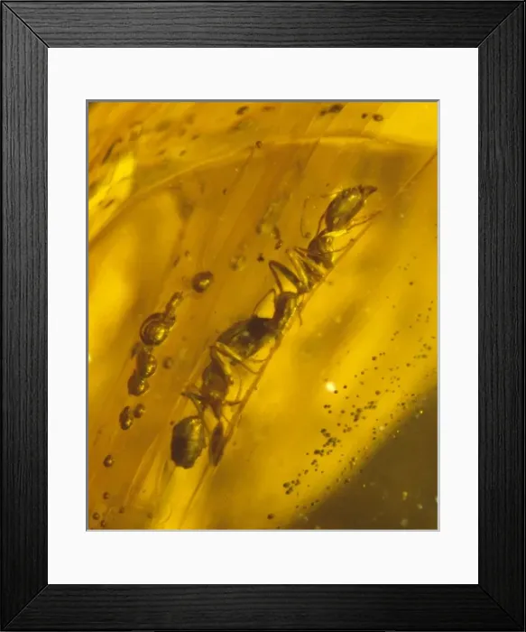 Framed Print : Ants in Dominican amber Framed Print : Ants in Dominican amber