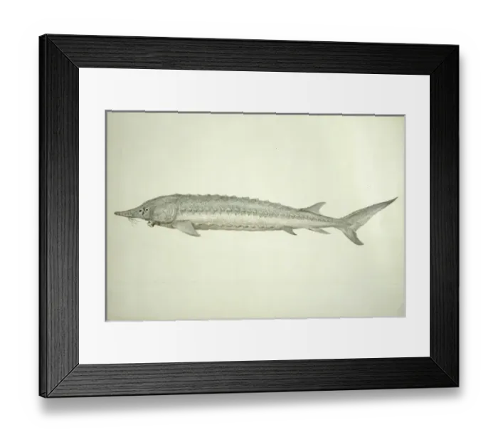Framed Print : Acipenser sturio, common sturgeon Framed Print : Acipenser sturio, common sturgeon