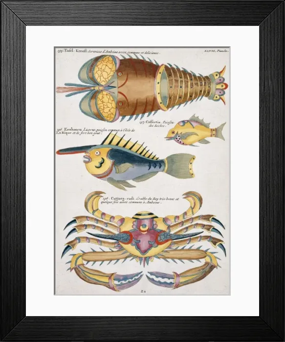 Framed Print : Colourful illustration of two fish, a crab and a crayfish Framed Print : Colourful illustration of two fish, a crab and a crayfish