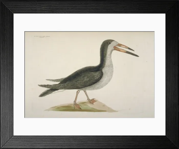 Framed Print : Rynchops niger, black skimmer Framed Print : Rynchops niger, black skimmer