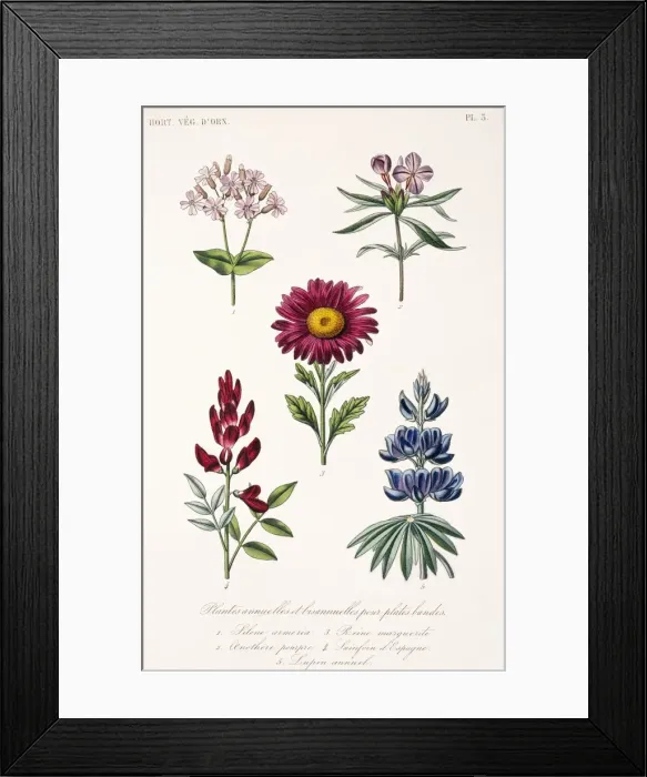 Framed Print : Annual and biannual plants Framed Print : Annual and biannual plants