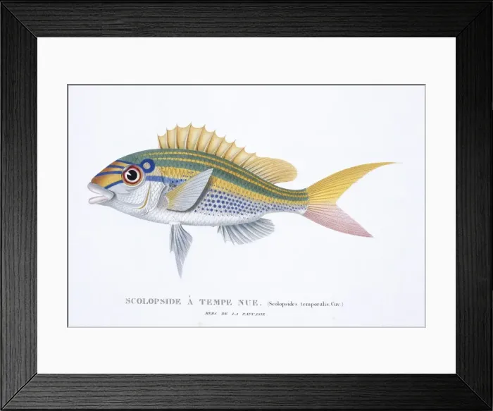 Framed Print : Scolopsis monogramma, rainbow monocle-bream Framed Print : Scolopsis monogramma, rainbow monocle-bream