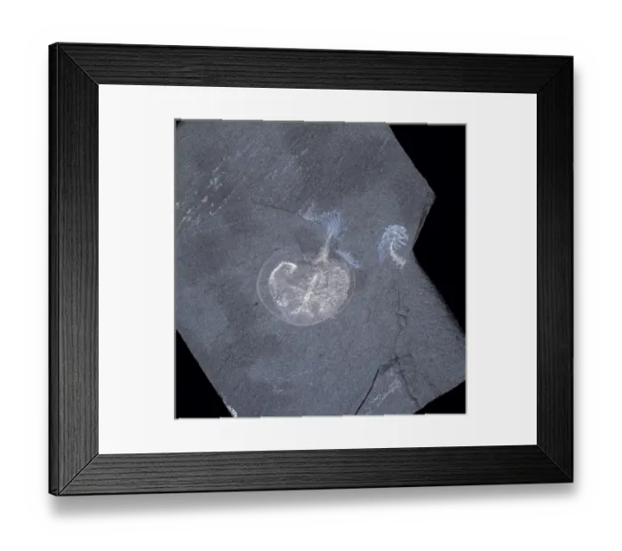 Framed Print : Naraoia compacta, trilobite Framed Print : Naraoia compacta, trilobite