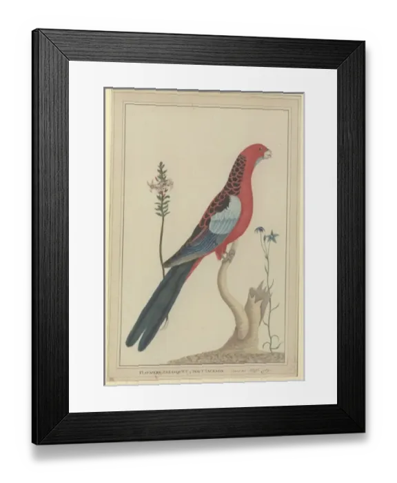 Framed Print : Platycercus elegans, crimson rosella Framed Print : Platycercus elegans, crimson rosella