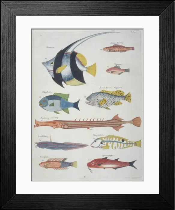 Framed Print : Colourful illustration of ten fish Framed Print : Colourful illustration of ten fish