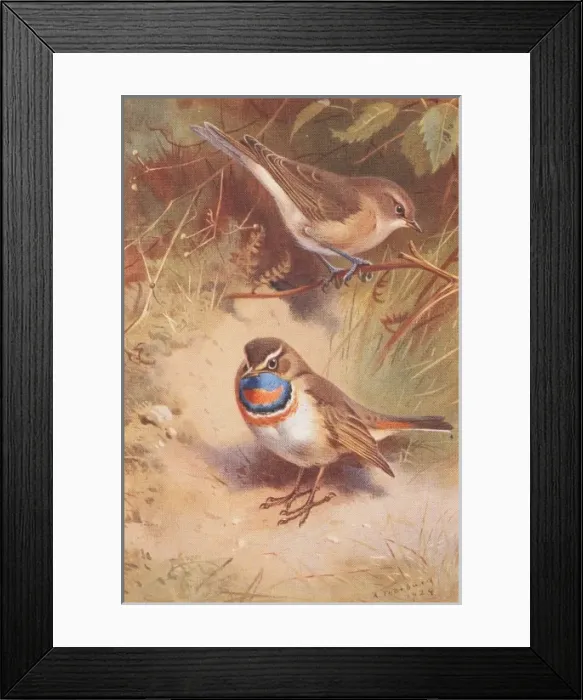 Framed Print : Sylvia borin, garden warbler, Luscinia svecica, bluethroat Framed Print : Sylvia borin, garden warbler, Luscinia svecica, bluethroat