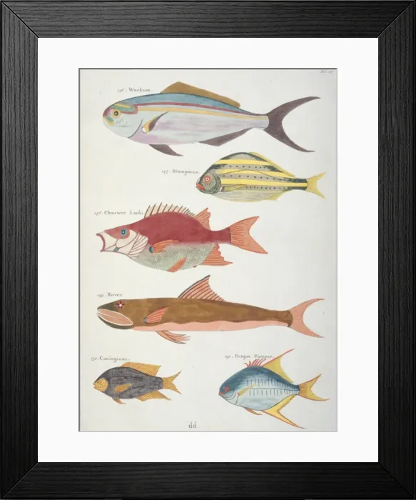 Framed Print : Colourful illustration of six fish Framed Print : Colourful illustration of six fish