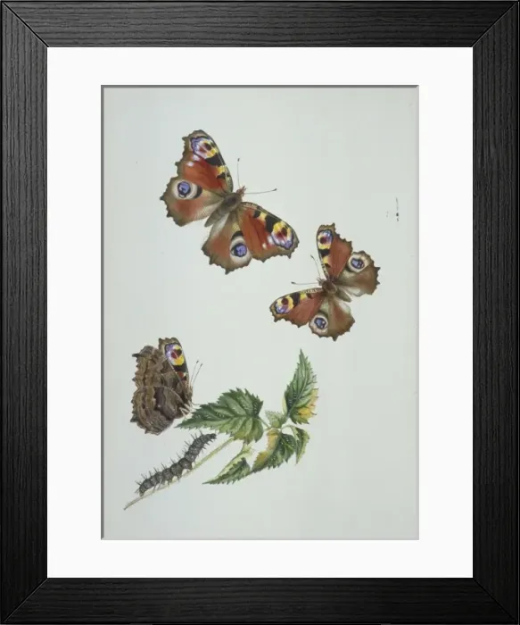 Framed Print : Inachis io, peacock butterfly Framed Print : Inachis io, peacock butterfly