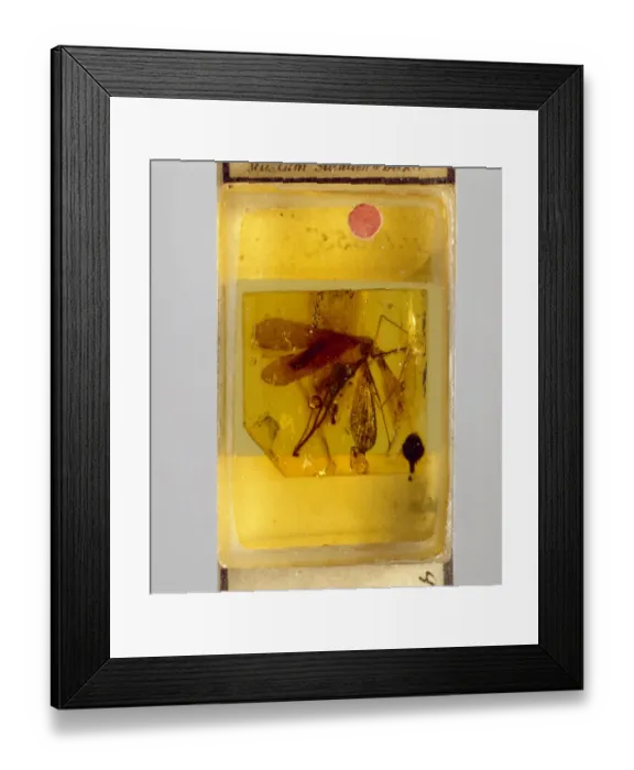 Framed Print : Scorpion fly Framed Print : Scorpion fly