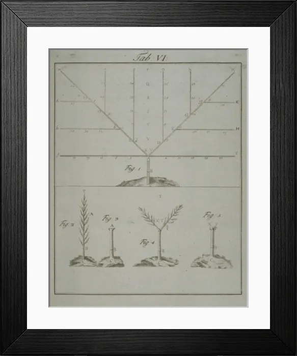 Framed Print : Stages in Pruning - 1 Framed Print : Stages in Pruning - 1