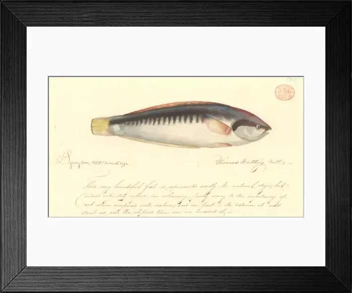 Framed Print : Coris picta, comb wrasse Framed Print : Coris picta, comb wrasse