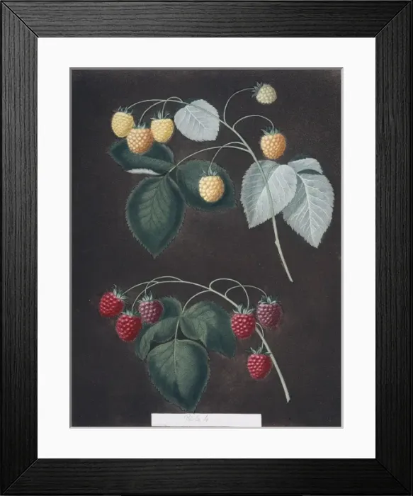 Framed Print : Rubus idaeus, raspberry Framed Print : Rubus idaeus, raspberry
