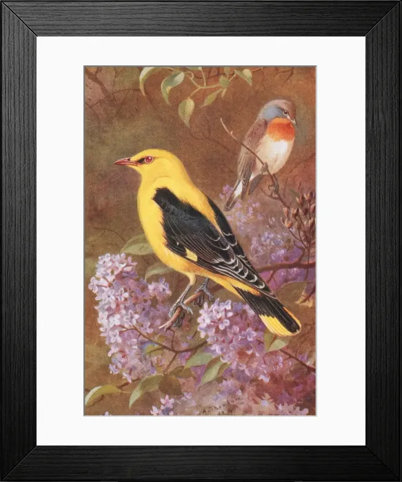 Framed Print : Oriolus oriolus, Eurasian golden oriole, Ficedula parva, red Framed Print : Oriolus oriolus, Eurasian golden oriole, Ficedula parva, red