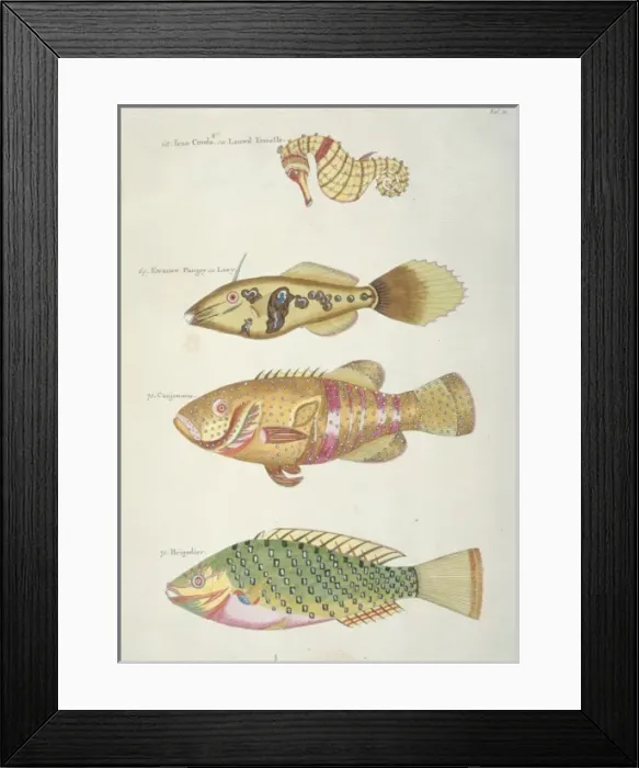 Framed Print : Colourful illustration of three fish and a seahorse