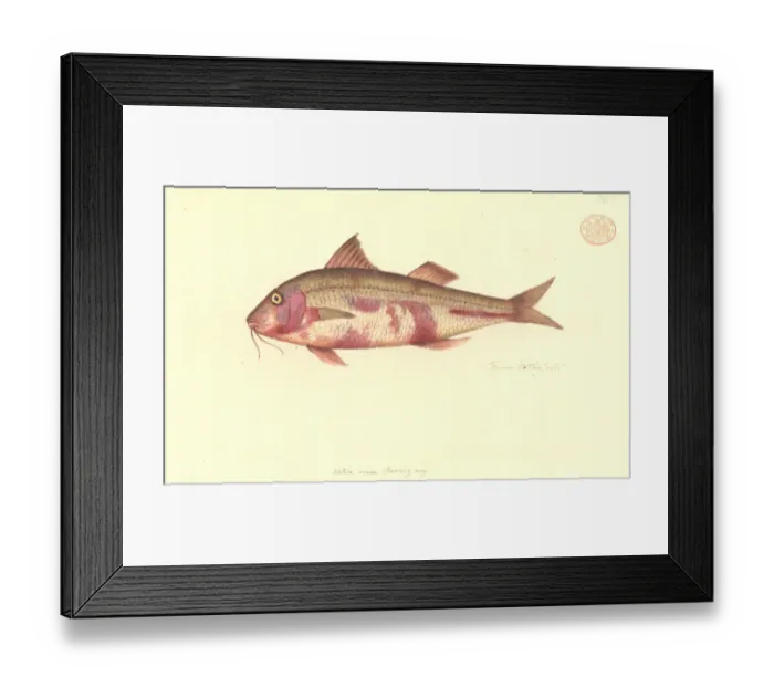 Framed Print : Upeneichthys lineatus, blue-lined goatfish Framed Print : Upeneichthys lineatus, blue-lined goatfish