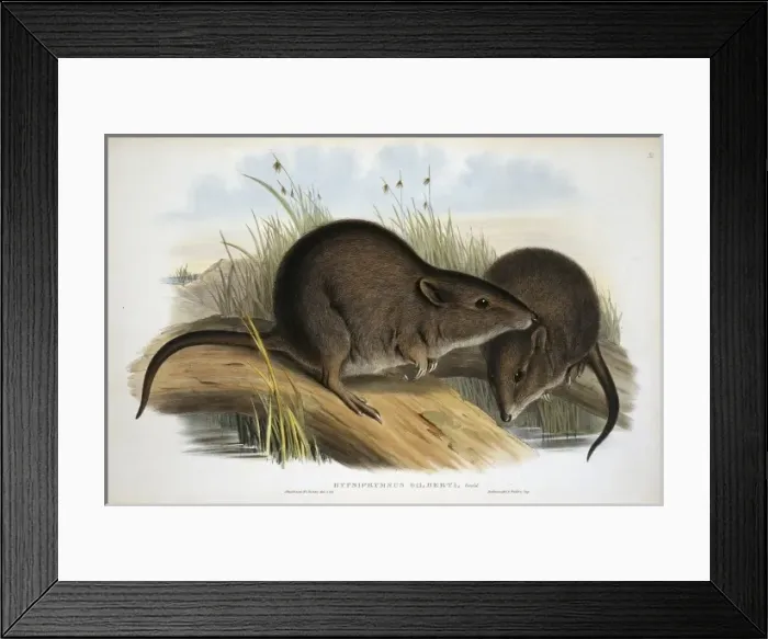 Framed Print : Potorous gilberti, Gilberts potoroo Framed Print : Potorous gilberti, Gilberts potoroo