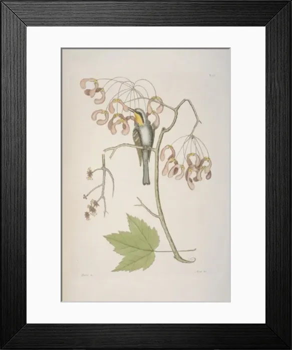 Framed Print : Dendroica dominica, yellow-throated warbler Framed Print : Dendroica dominica, yellow-throated warbler