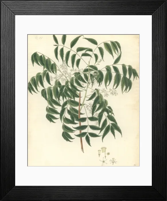 Framed Print : Azadirachta indica, neem Framed Print : Azadirachta indica, neem