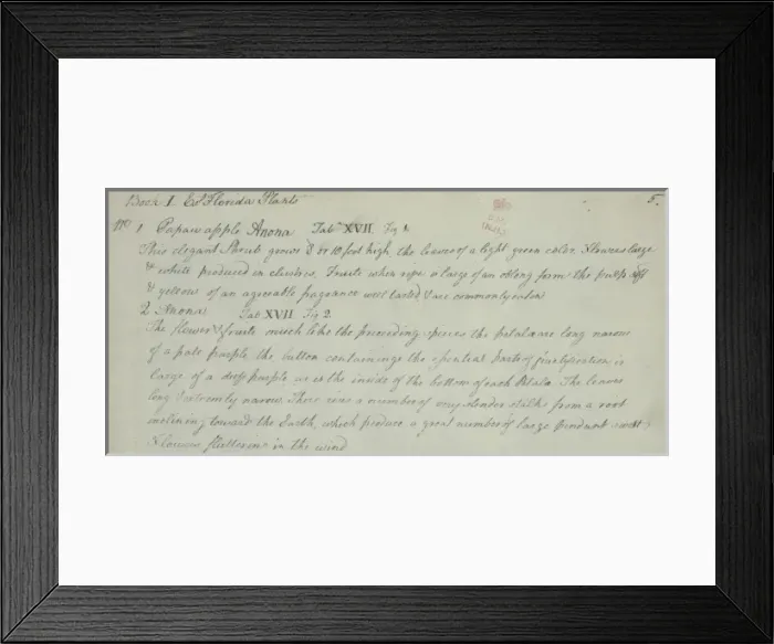 Framed Print : Pawpaw Apple Manuscript Framed Print : Pawpaw Apple Manuscript
