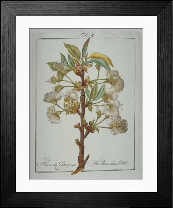 Framed Print : Prunus avium, heart cherry flower Framed Print : Prunus avium, heart cherry flower
