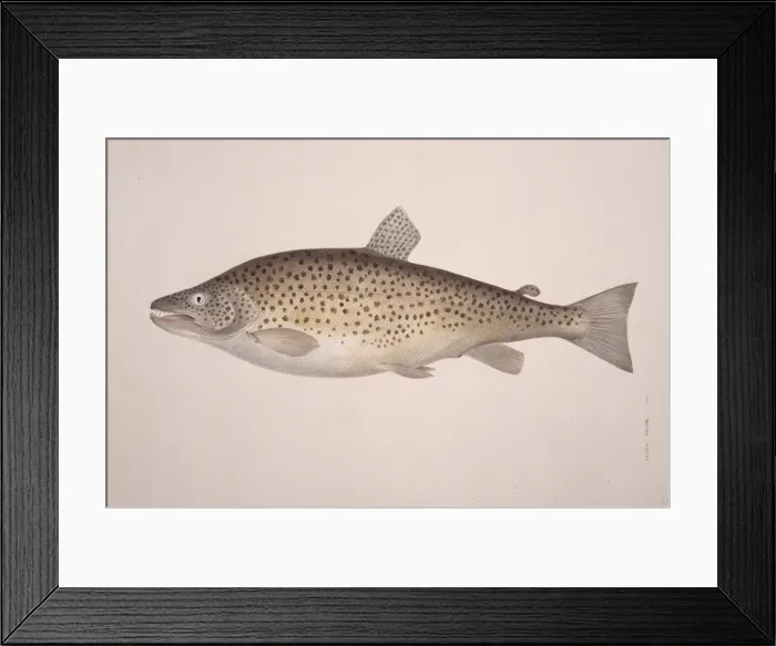 Framed Print : Salmo trutta, brown trout Framed Print : Salmo trutta, brown trout