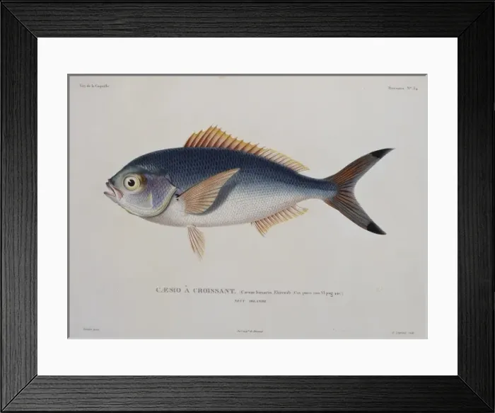 Framed Print : Caesio lunaris, lunar fusilier Framed Print : Caesio lunaris, lunar fusilier