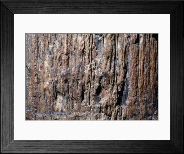Framed Print : Petrified wood Framed Print : Petrified wood