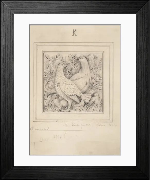 Framed Print : Black grouse design Framed Print : Black grouse design