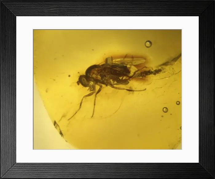 Framed Print : Fruit fly in Dominican amber Framed Print : Fruit fly in Dominican amber