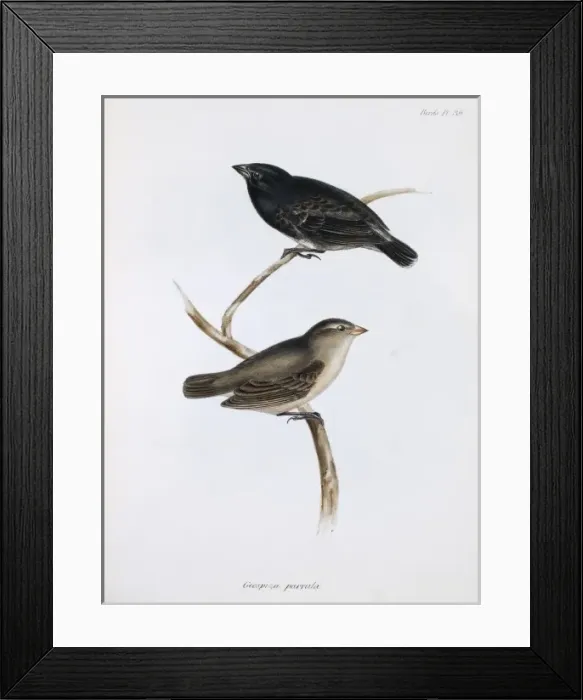 Framed Print : Camarhynchus parvulus, small tree finch Framed Print : Camarhynchus parvulus, small tree finch