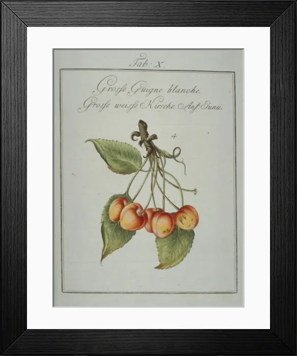 Framed Print : Prunus avium, large whiteheart cherry Framed Print : Prunus avium, large whiteheart cherry